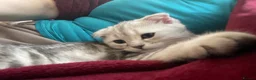 Scottish Fold cats for sale: Scottish Fold/Straight - Advert 20