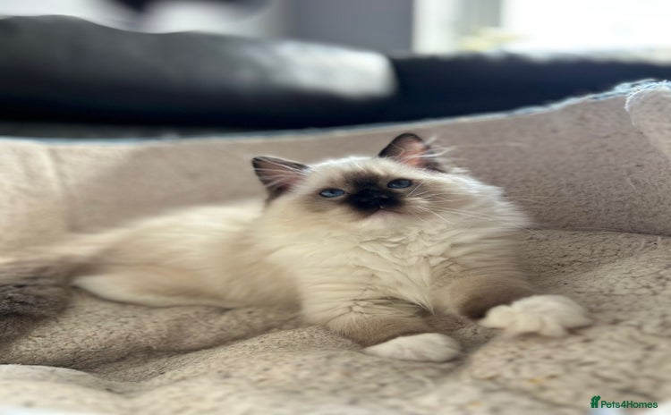 Ragdoll cats - Advert 4