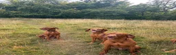 Hungarian Vizsla dogs for sale: Smooth haired Hungarian vizsla puppies  - Advert 3