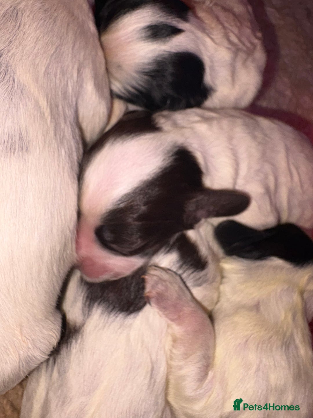 Sprocker dogs for sale: Spaniel puppies for sale - Advert 2