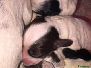Sprocker dogs Spaniel puppies for sale - Advert 2