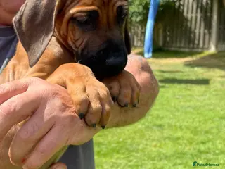 Rhodesian Ridgeback dogs READY TO GO NOW/ brought up around children - Advert 1