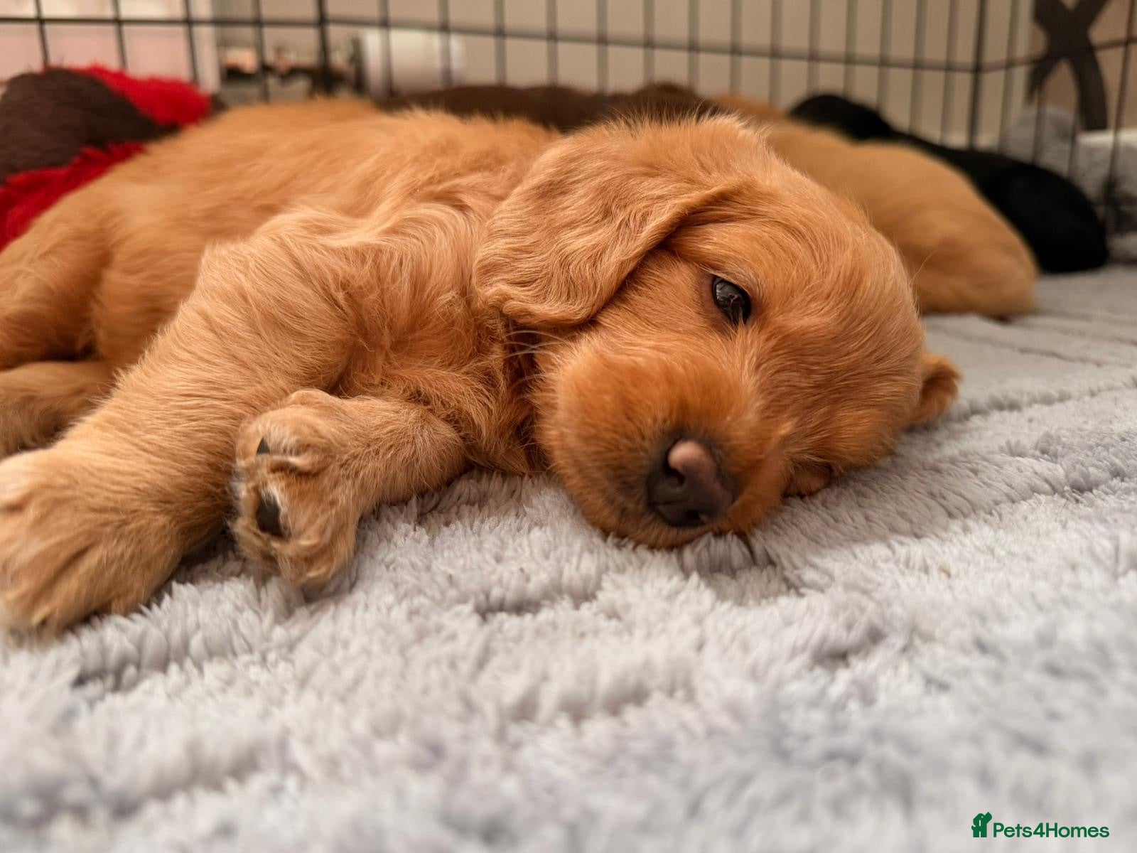 Labradoodle dogs Miniature labradoodle puppies  - Advert 1