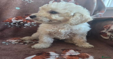Toy Poodle dogs - Advert 7