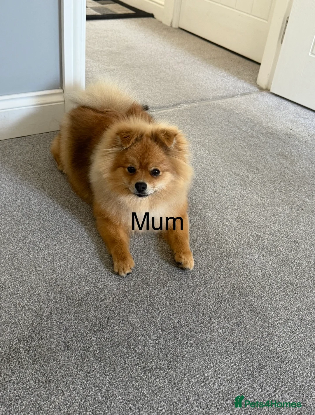 Pomeranian dogs for sale: KC Registered Pomeranian Puppies – Tiny teddys - Advert 2