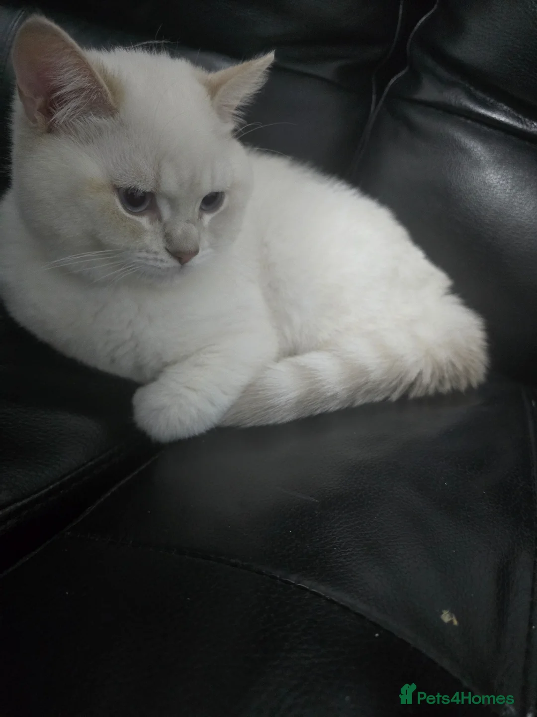 British Shorthair cats for sale: British shorthair in Bradford - Advert 2