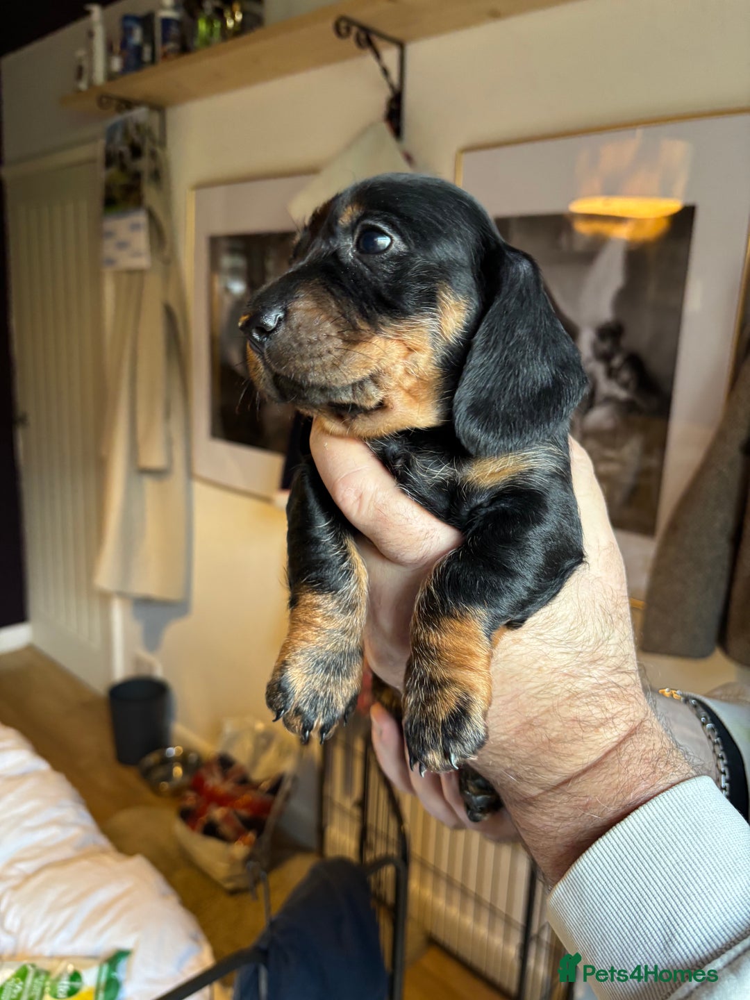 Dachshund dogs for sale: Four beautiful wire haired boys - Advert 23