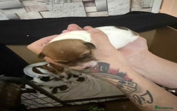 Jack Russell dogs for sale: Beautiful jack Russell terrier puppies  - Image 7