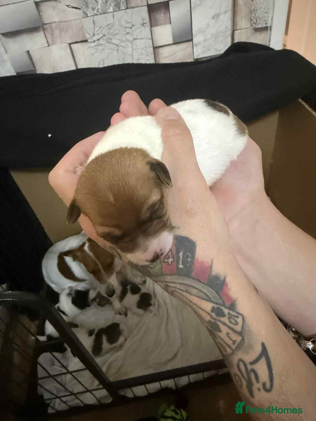 Jack Russell dogs for sale: Beautiful jack Russell terrier puppies  - Image 7