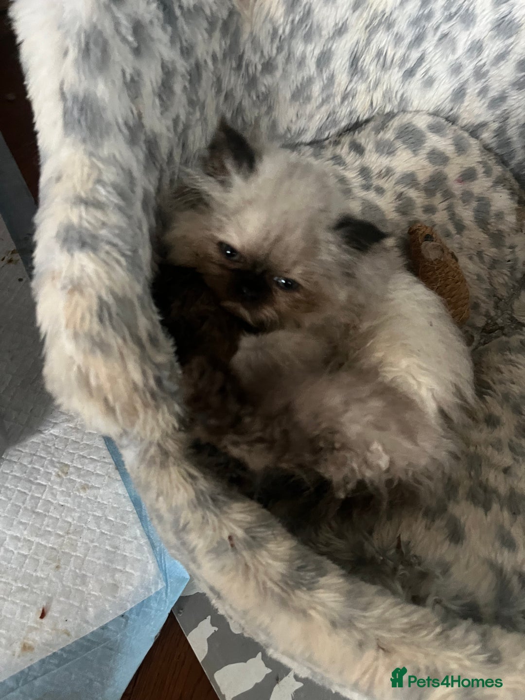 Persian cats for sale: Seal Colourpoint Persian Kittens - Image 7