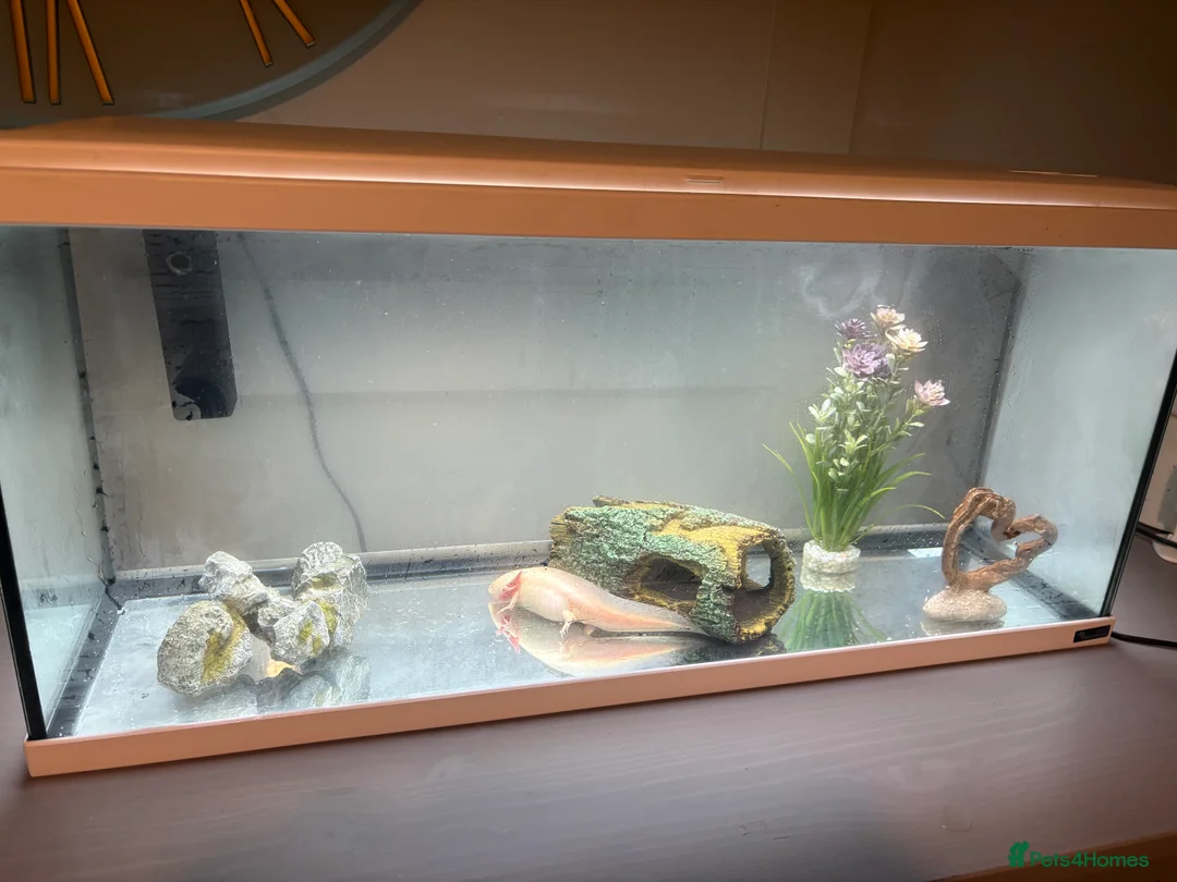 Axolotl reptiles for sale: Axolotl, tank and all accessories  - Advert 8