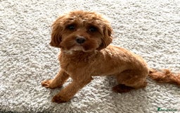 Cavapoo dogs for sale: Male Cavapoo - Image 1