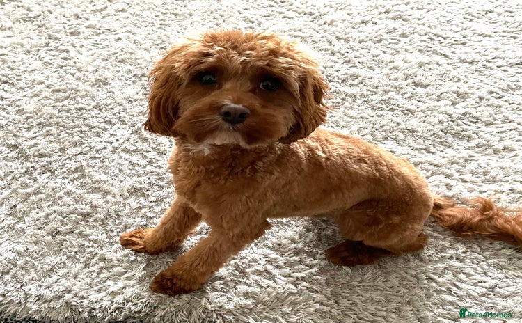 Cavapoo dogs - Advert 1