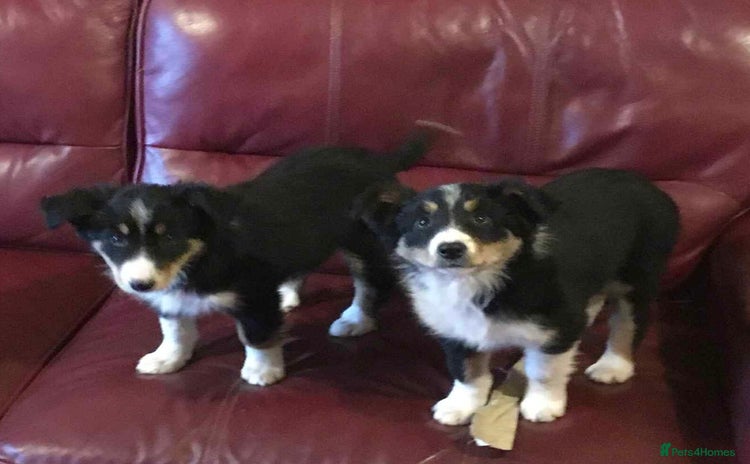 Border Collie dogs - Advert 2