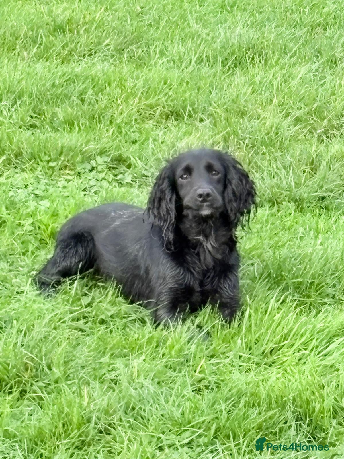 Cocker Spaniel dogs Cocker spaniel puppies - Advert 13