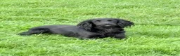 Cocker Spaniel dogs for sale: Cocker spaniel puppies - Advert 1