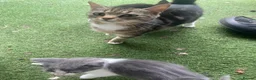 Mixed Breed cats for sale: Two beautiful boy kittens!!  - Advert 10