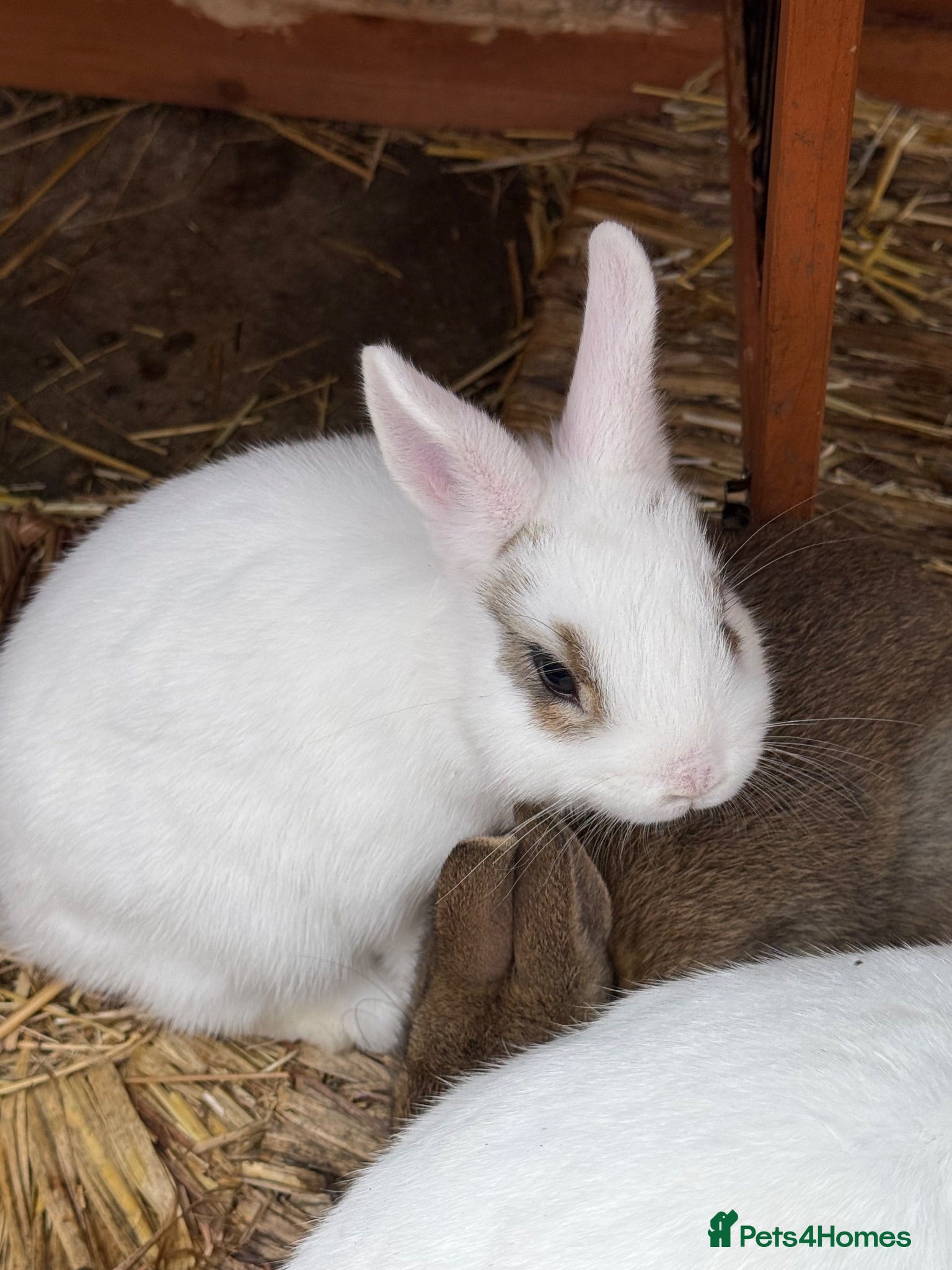 Netherland Dwarf rabbits Netherland dwarf kits - Advert 1