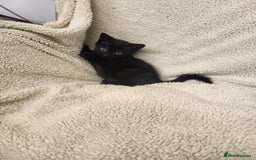 Mixed Breed cats for sale: Kittens for sale  - Image 4