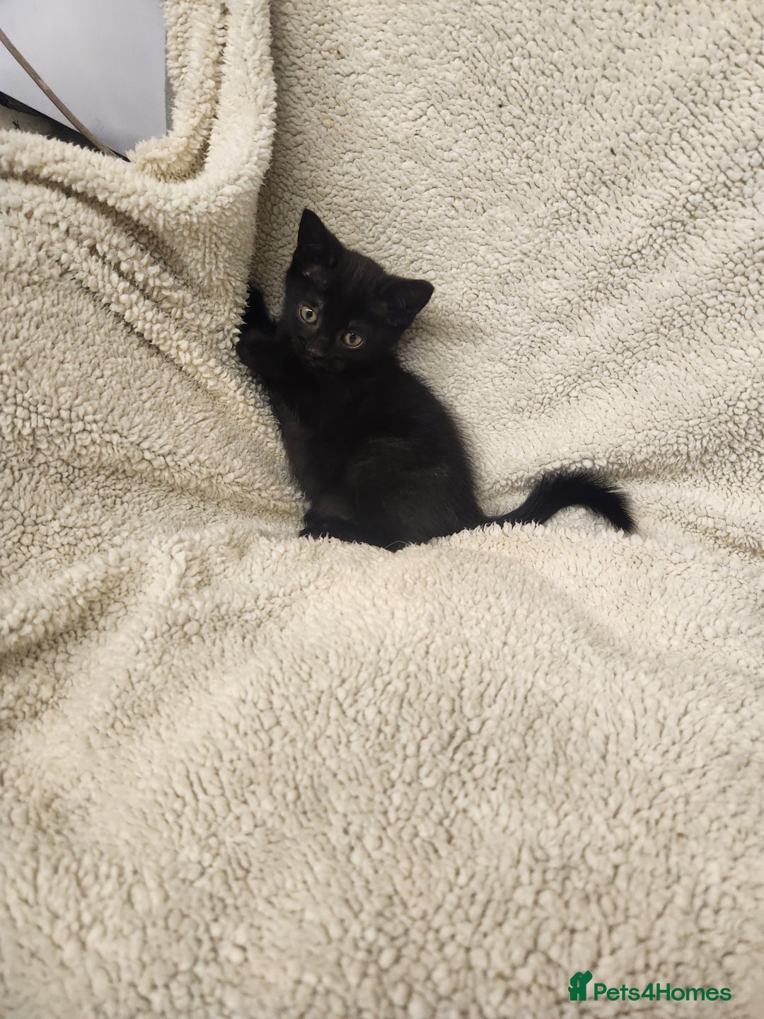 Mixed Breed cats for sale: Kittens for sale  - Image 4