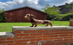 Miniature Dachshund dogs for stud: Choc & Tan Minature Dachshund STUD - Image 3