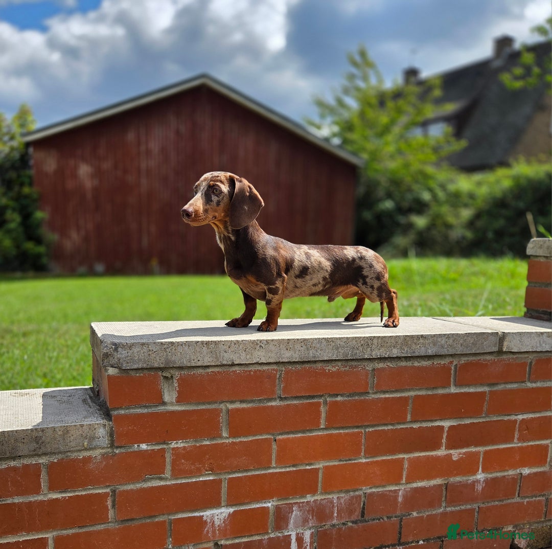 Miniature Dachshund dogs for stud: Choc & Tan Minature Dachshund STUD - Image 3