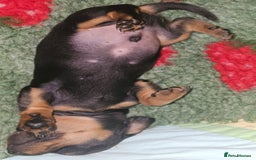 Miniature Dachshund dogs for sale: Miniature dachshund Puppies  - Advert 21