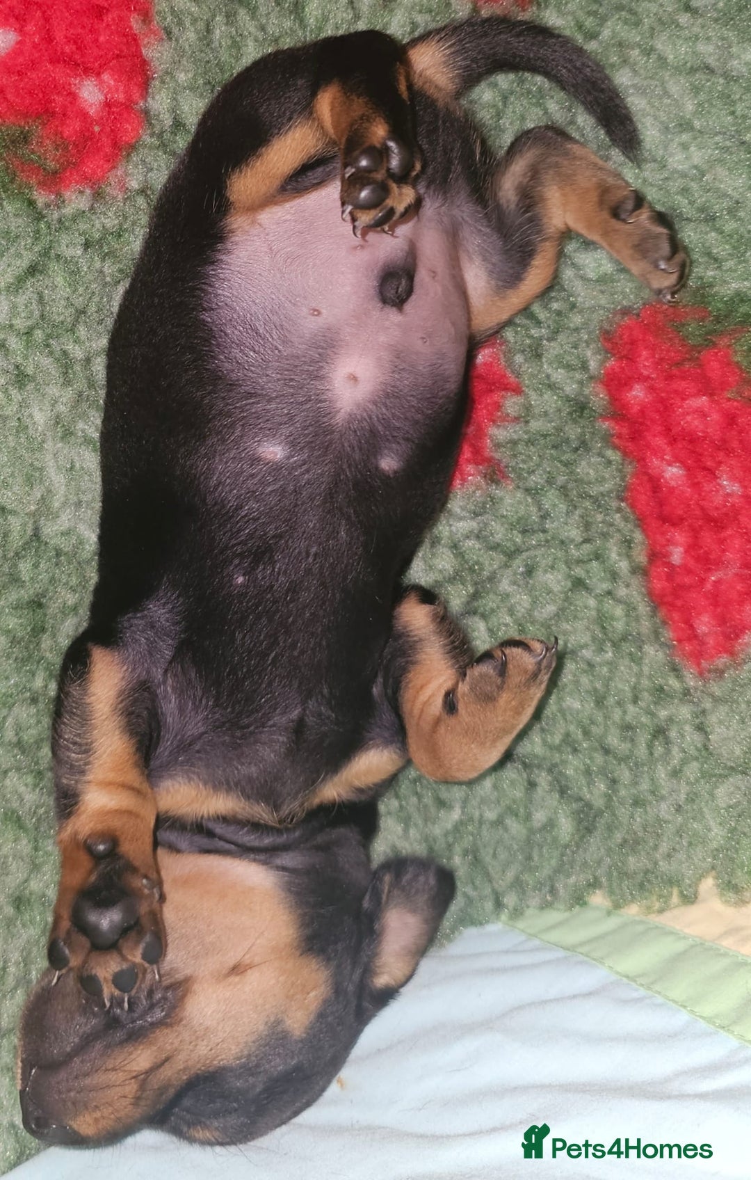 Miniature Dachshund dogs for sale: Miniature dachshund Puppies  - Advert 21