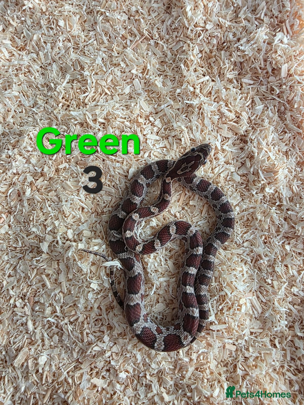Corn Snake reptiles for sale: Various Cornsnakes avilable  - Advert 18