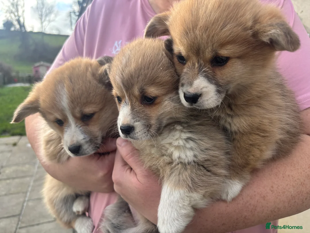Welsh Corgi Pembroke dogs for sale: Pembrokeshire corgi puppies - Advert 6
