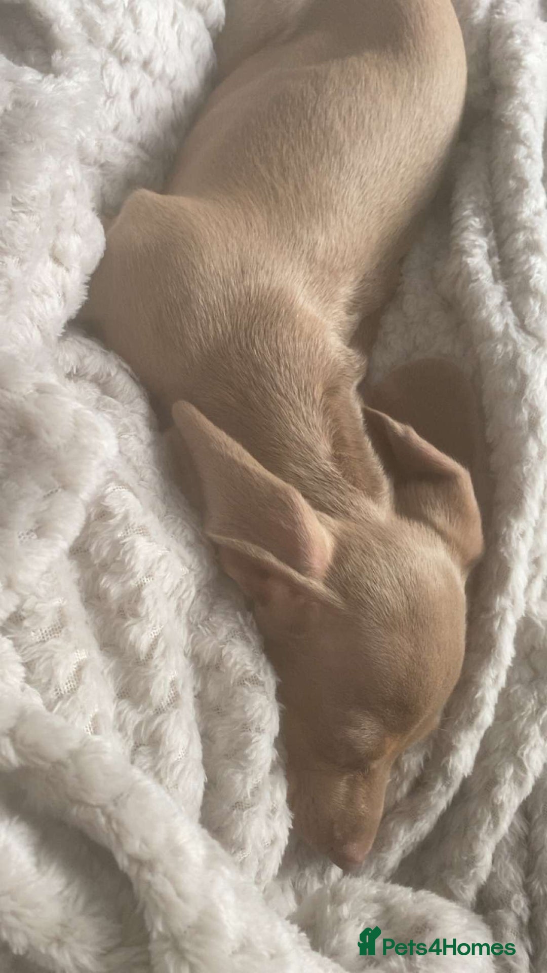 Dachshund dogs for sale: Female miniature dachshund  - Advert 2