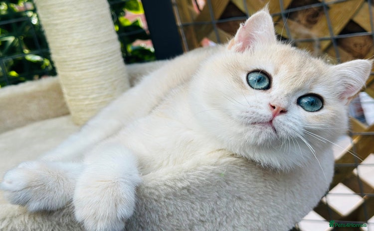 British Shorthair cats - Advert 12