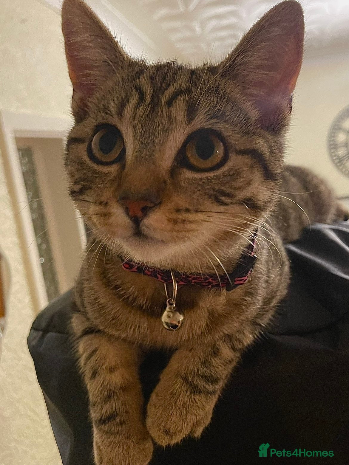 Domestic Shorthair cats brown tabby domestic shorthair - Advert 11