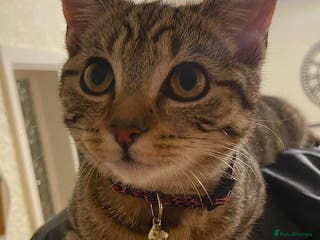 Domestic Shorthair cats brown tabby domestic shorthair - Advert 18