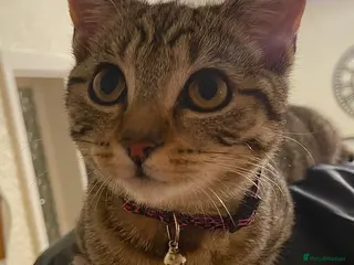 Domestic Shorthair cats brown tabby domestic shorthair - Advert 4