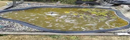 Pond Fish fish for sale: Pond fish for sale, approx 6 in Lincoln - Advert 3