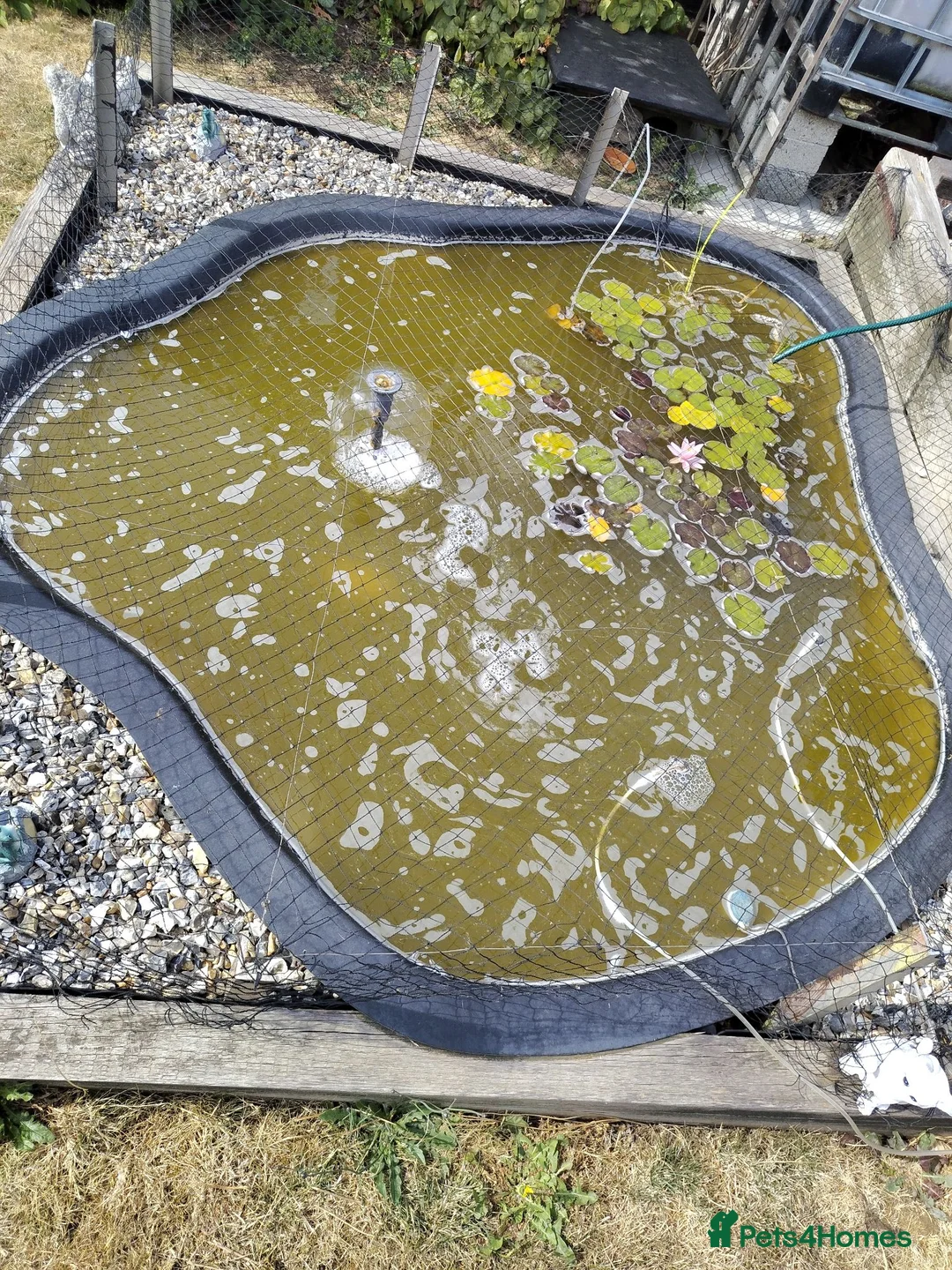 Pond Fish fish for sale: Pond fish for sale, approx 6 in Lincoln - Advert 3