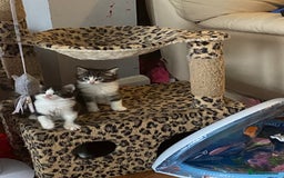 British Shorthair cats for sale: Ready for a loving home now  - Image 27
