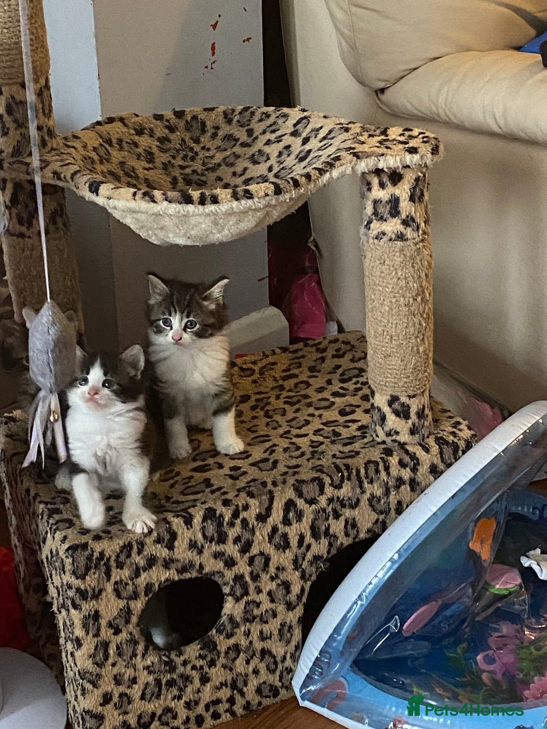 British Shorthair cats for sale: Ready for a loving home now  - Image 27