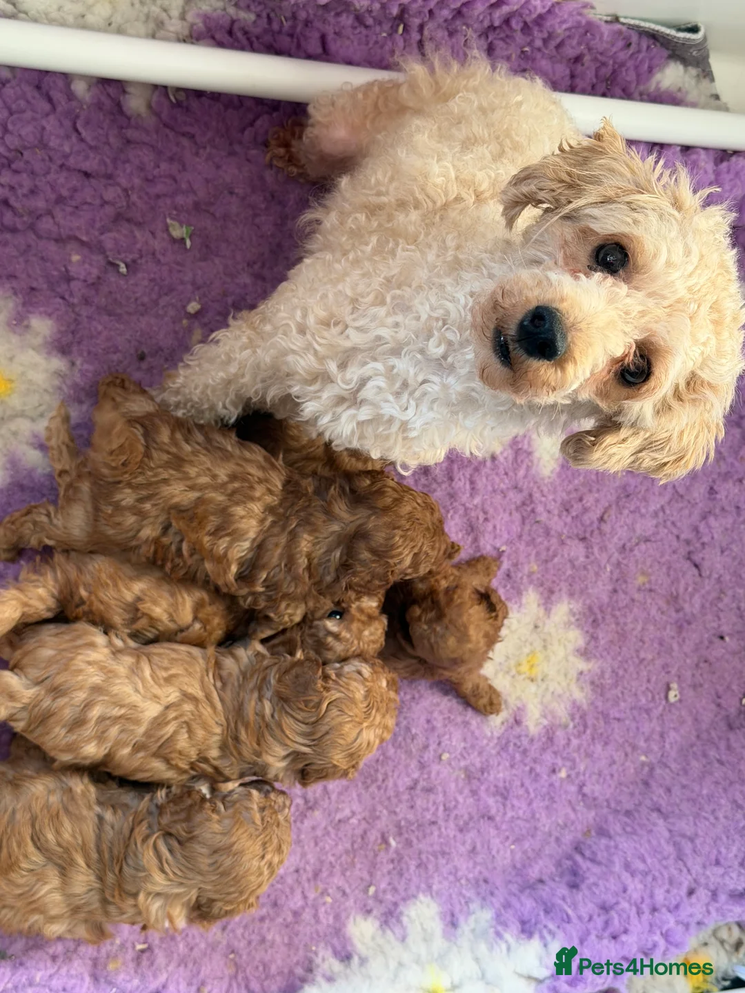 Toy Poodle dogs for sale: Toy poodle pups  - Advert 2