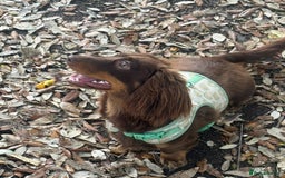 Miniature Dachshund dogs for sale: Long-haired miniature Dachshund choc/tan female  - Image 4