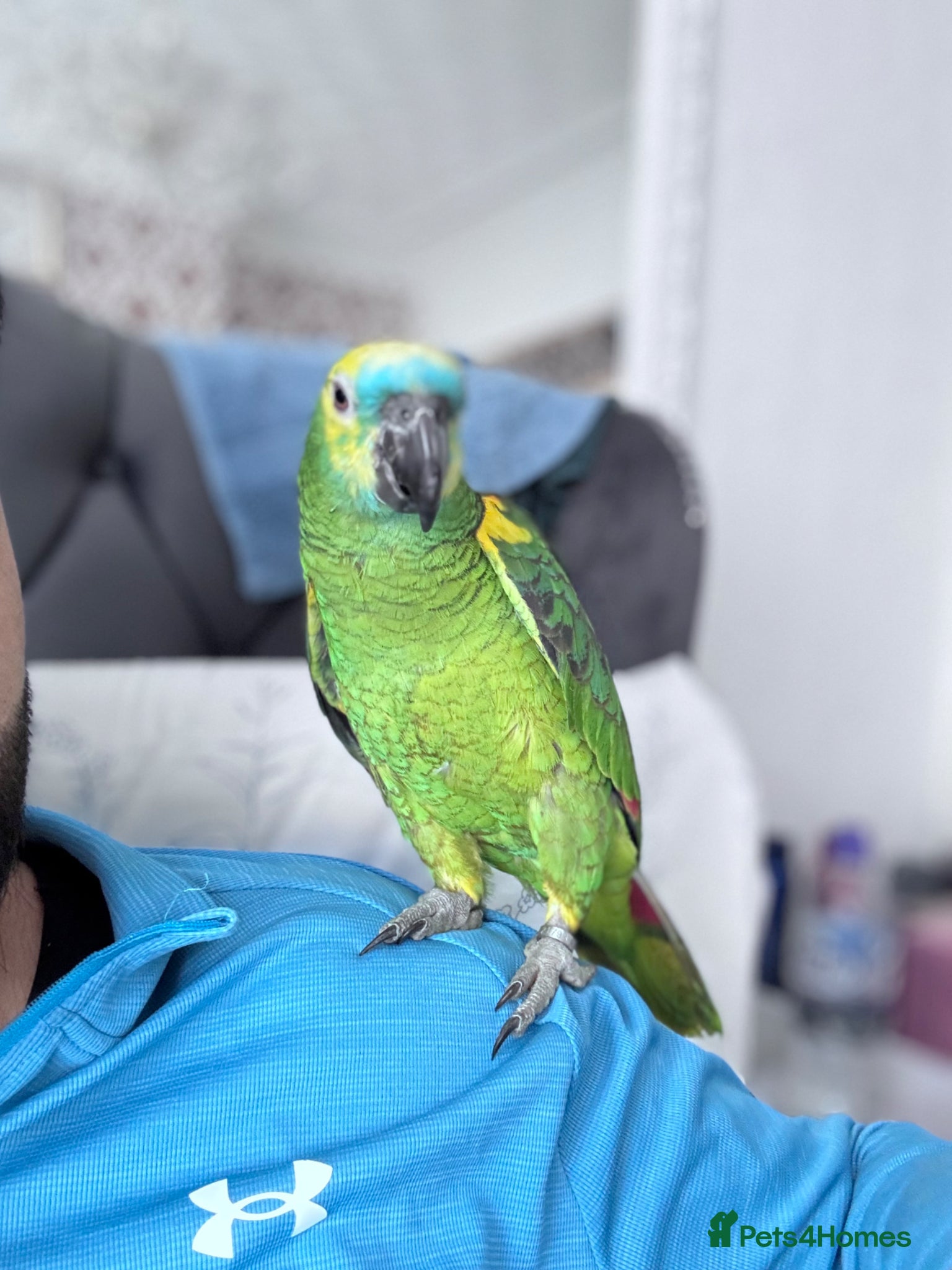 Parrots birds Blue fronted amazon kimbo  - Advert 1