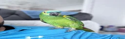 Parrots birds for sale: Blue fronted amazon kimbo  - Advert 1