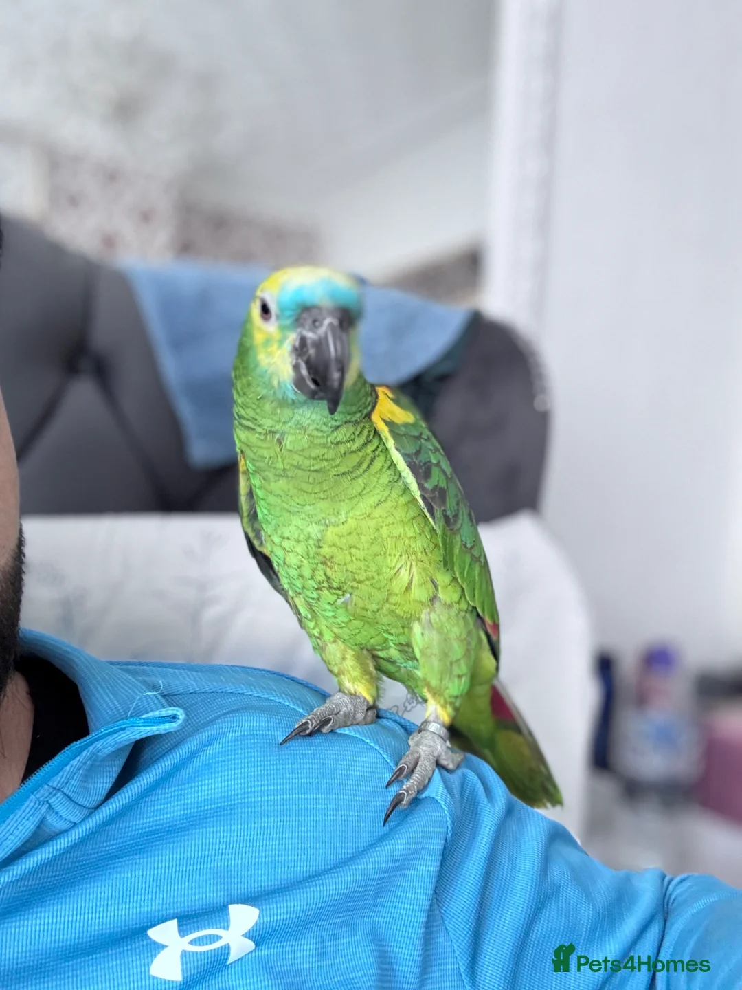 Parrots birds for sale: Blue fronted amazon kimbo  - Advert 1