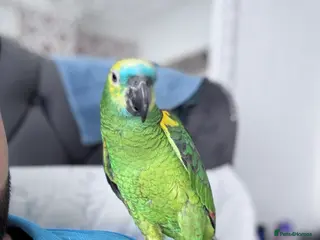 Parrots birds Blue fronted amazon kimbo - Advert 1