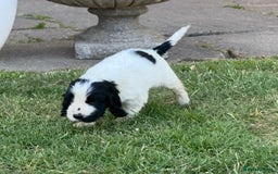 Cocker Spaniel dogs for sale: READY NOW Show potential cocker pups black white in Birmingham - Image 8