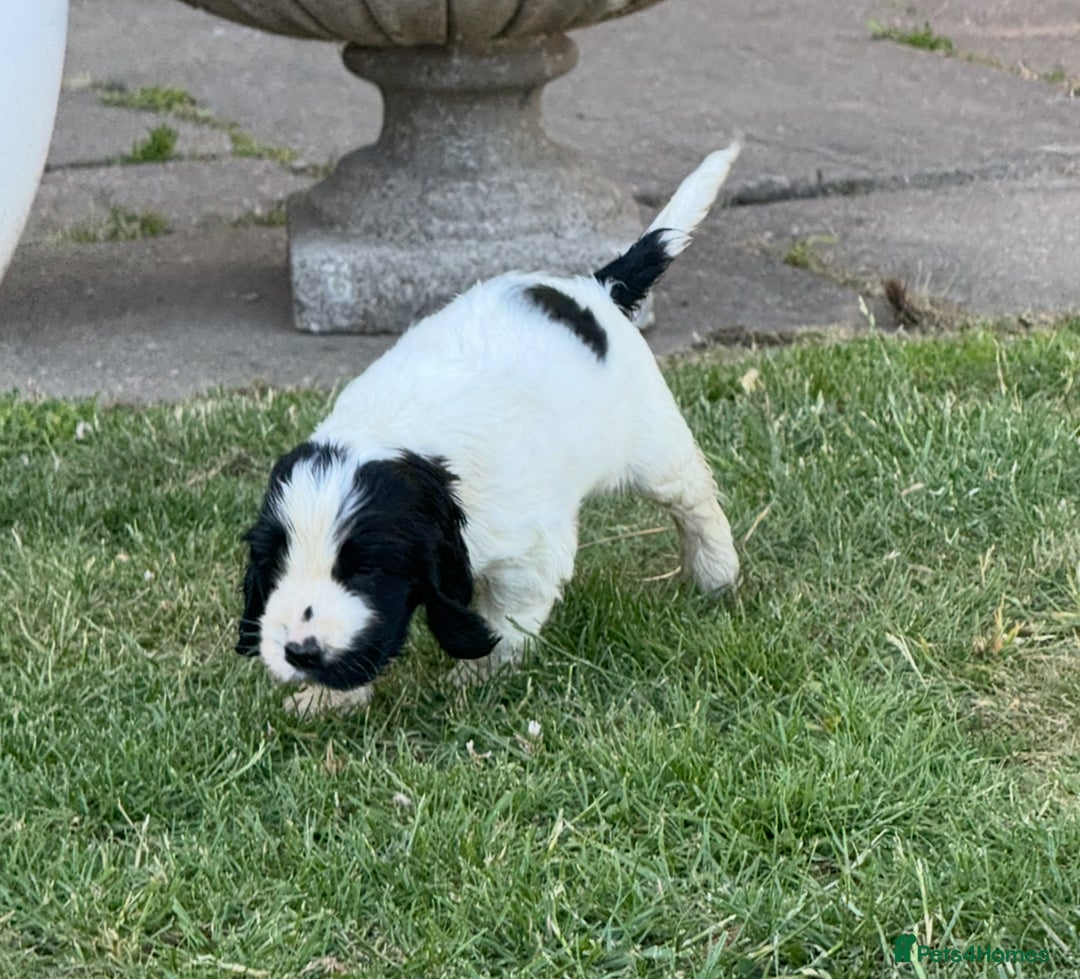 Cocker Spaniel dogs for sale: READY NOW Show potential cocker pups black white in Birmingham - Image 8