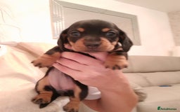 Miniature Dachshund dogs for sale: 🐾 Miniature Dachshund Puppies 🐶  - Image 17