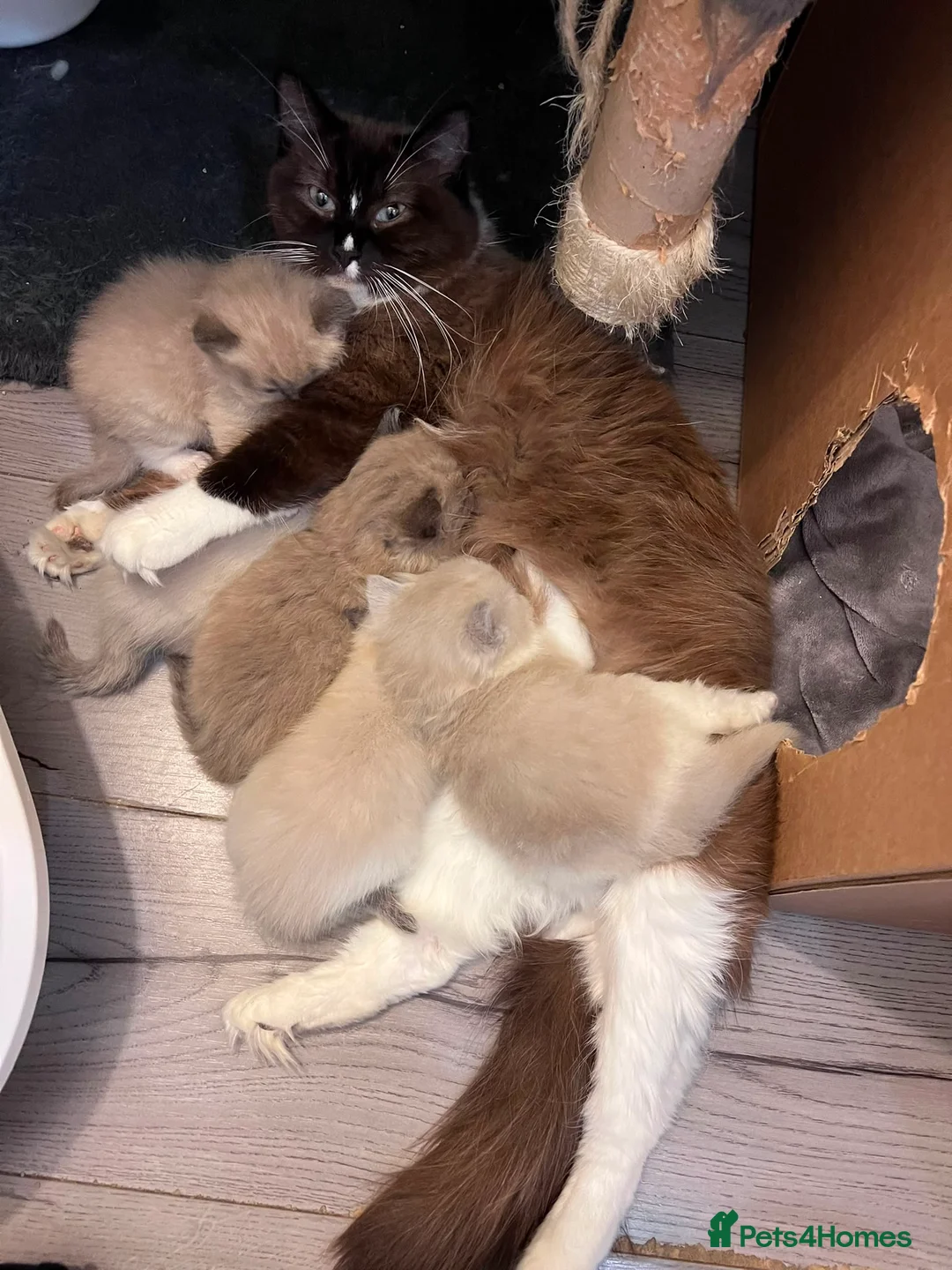 Ragdoll cats for sale: Rare Fully brown Sepia Ragdoll boy Ready - Advert 16