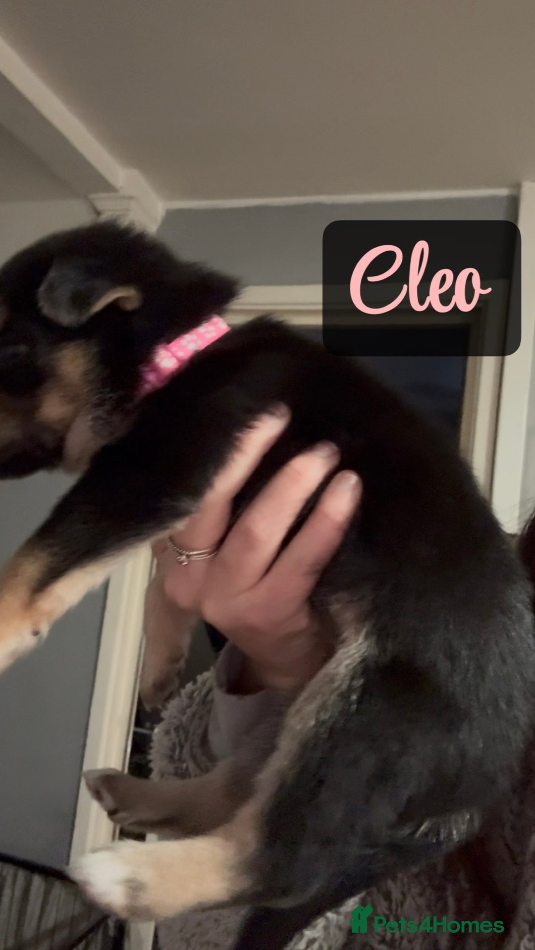 Shepsky dogs for sale: 9 beautiful Shepsky puppies in Doncaster - Advert 28